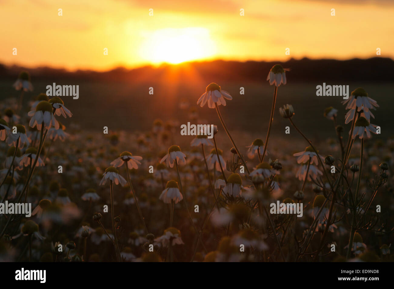 Sunset over a field of Camomile growing in Hampshire Stock Photo