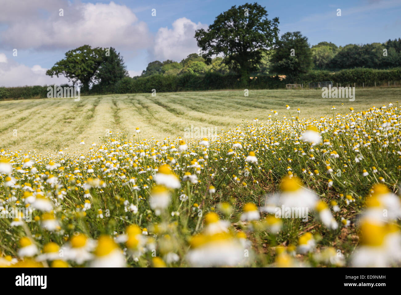 A field of Camomile in Hampshire Stock Photo