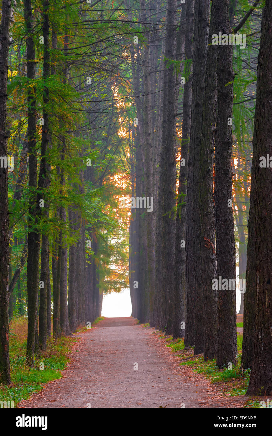 beautiful alley in the forest and morning fog Stock Photo