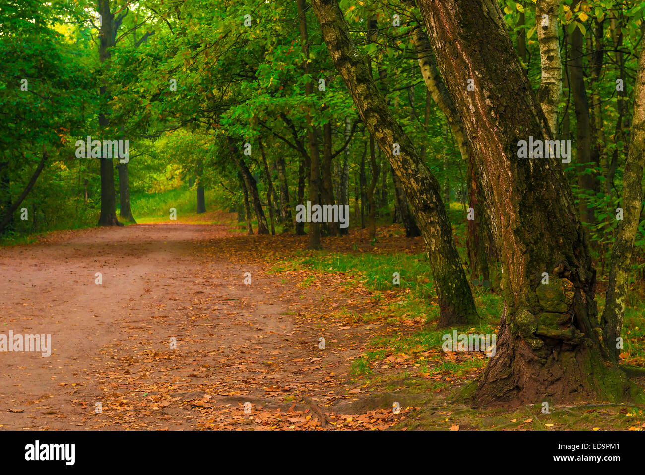 autumn forest, shot in the early morning Stock Photo - Alamy