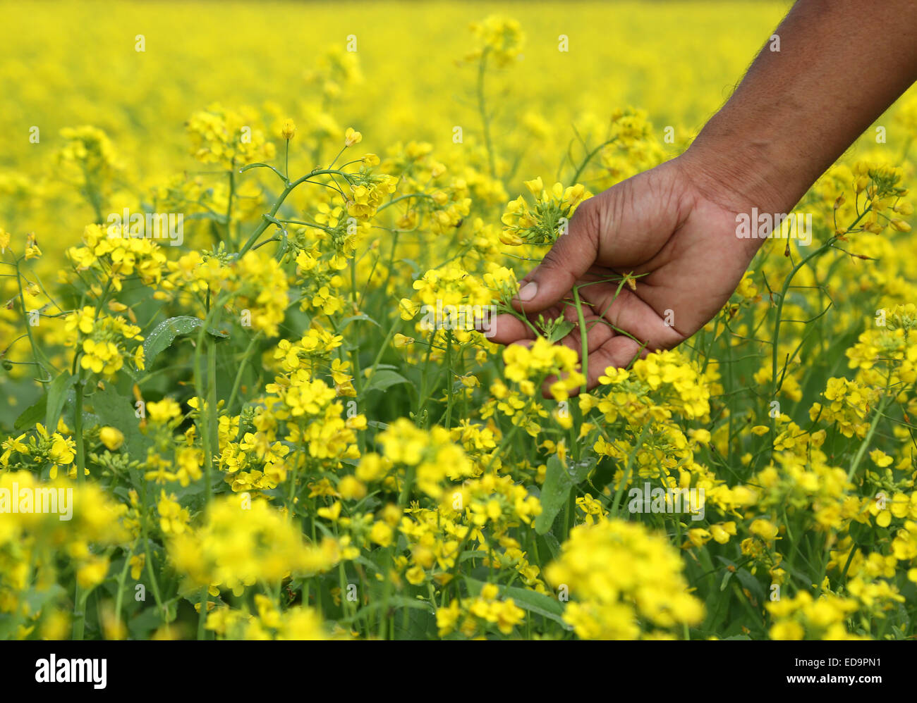 Farmers hand holds flowers in a mustard field Stock Photo