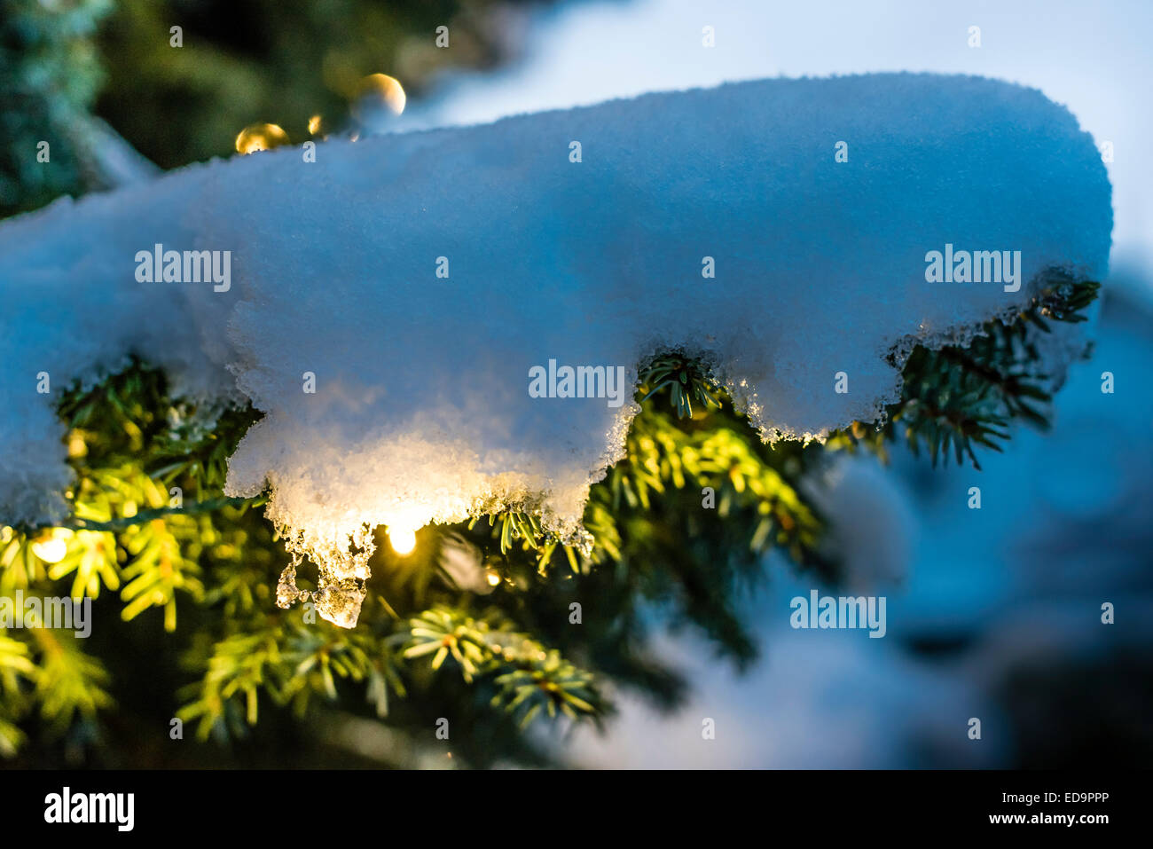 Festively decorated Christmas fir tree outside in the snow. Snow covered branches, warm lights, cold background. Stock Photo