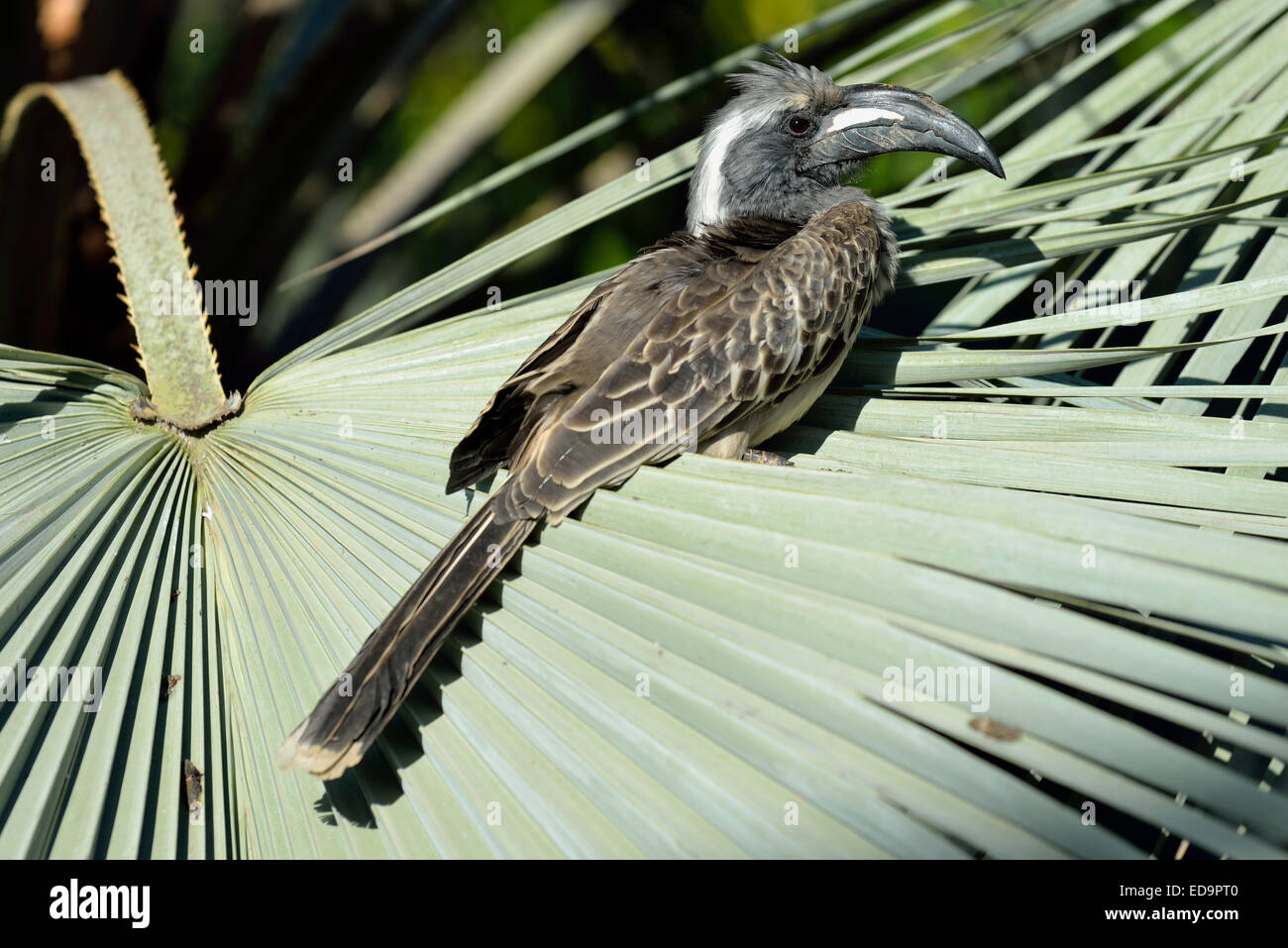 African Grey Hornbill Stock Photo