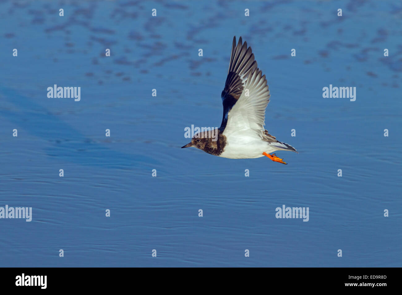 Turnstone Arenaria interpres single bird in flight Stock Photo