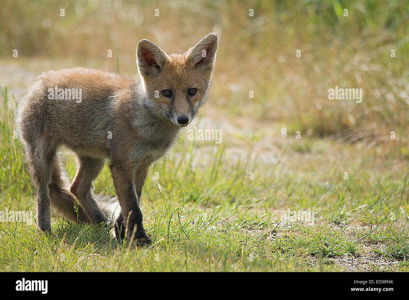 Fox cub standing on grass Stock Photo