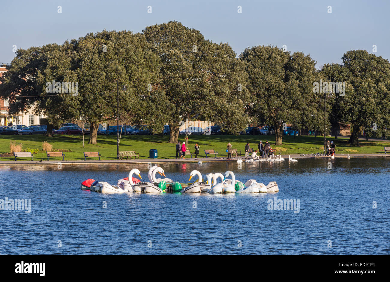 Swan shaped pleasure boats (pedalos) on Canoe Lake, a boating lake in  Southsea, Portsmouth, UK with real swans in background Stock Photo - Alamy