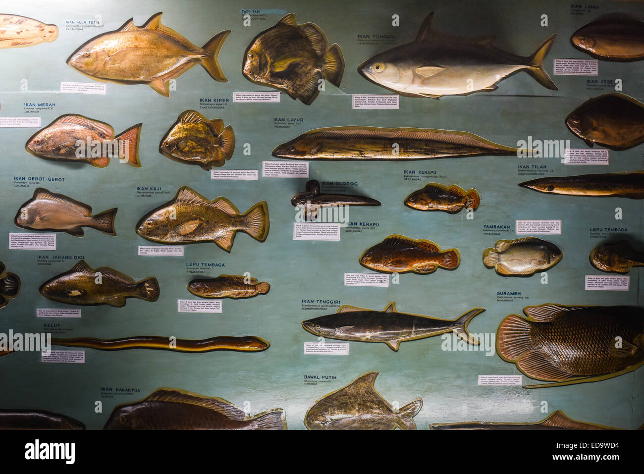 Display of the specimens of fish species living in Indonesian waters, at Zoology Museum in Bogor, West Java, Indonesia. Stock Photo