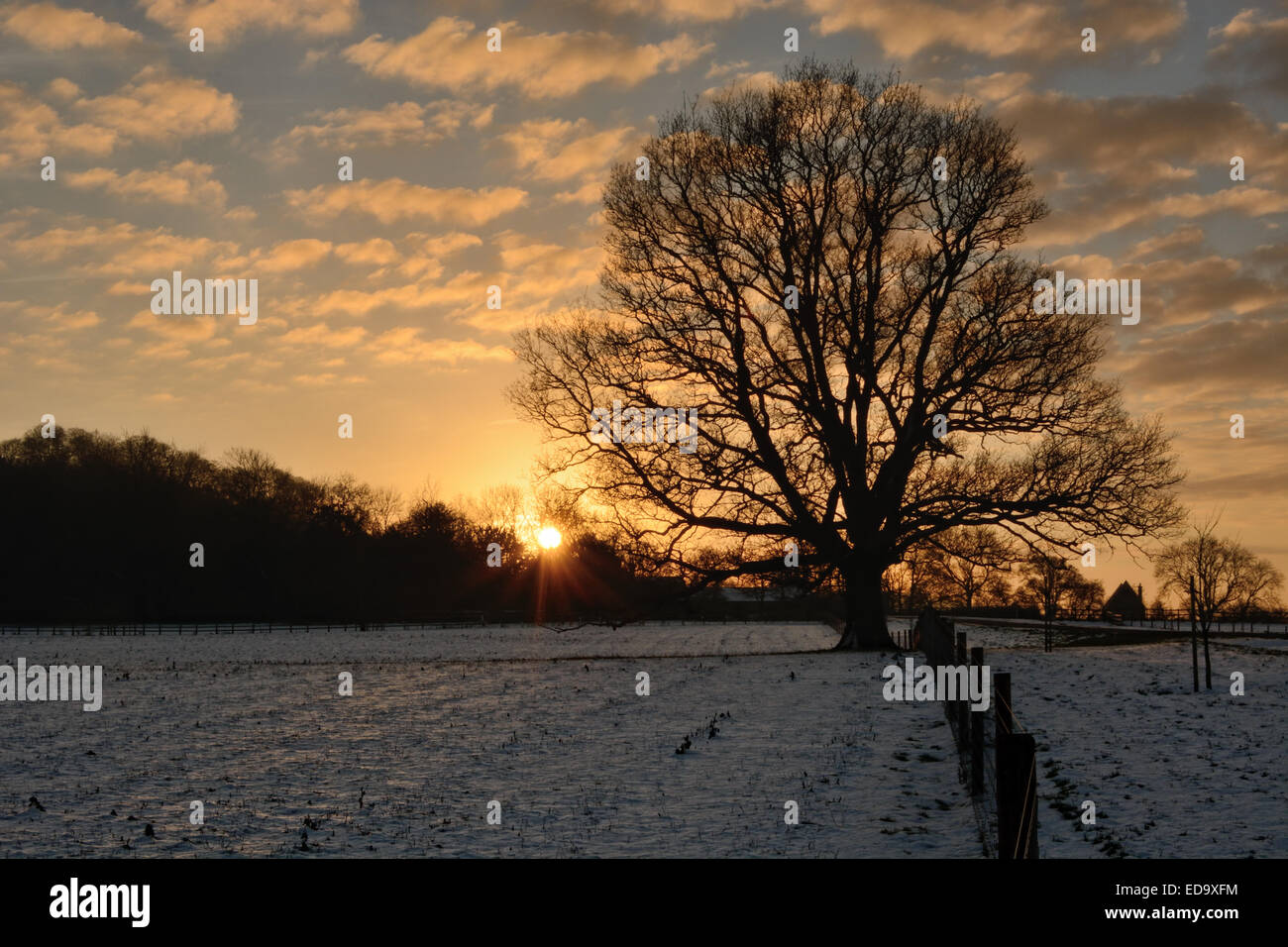 Tree uk snow sunset hi-res stock photography and images - Alamy