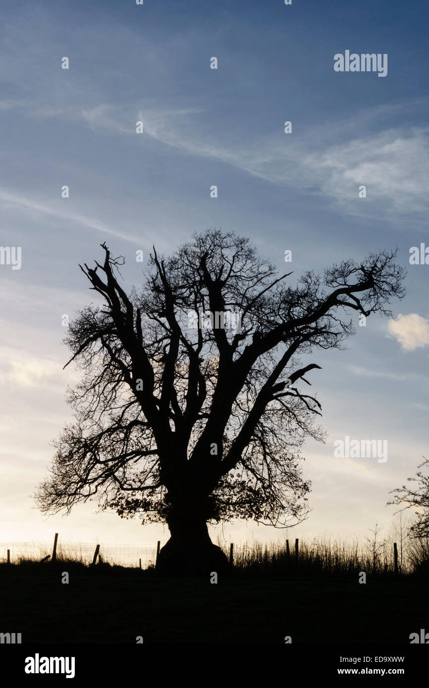 English oak tree in winter hi-res stock photography and images - Alamy