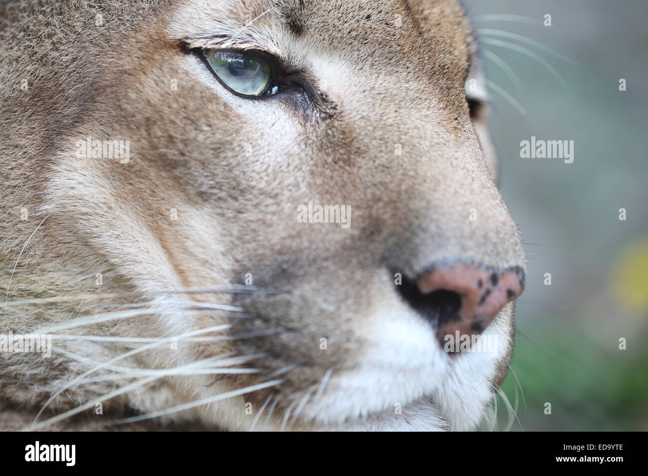 Puma Face in the wild Stock Photo