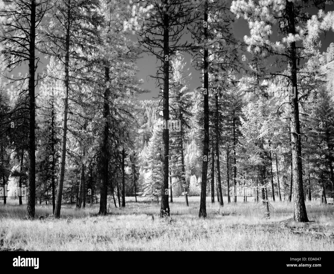 Black And White Trees High Resolution Stock Photography and Images - Alamy