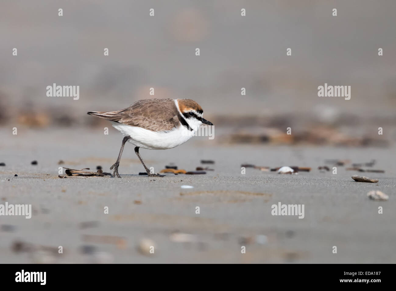 The Kentish plover is a small wader in the plover bird family Stock Photo
