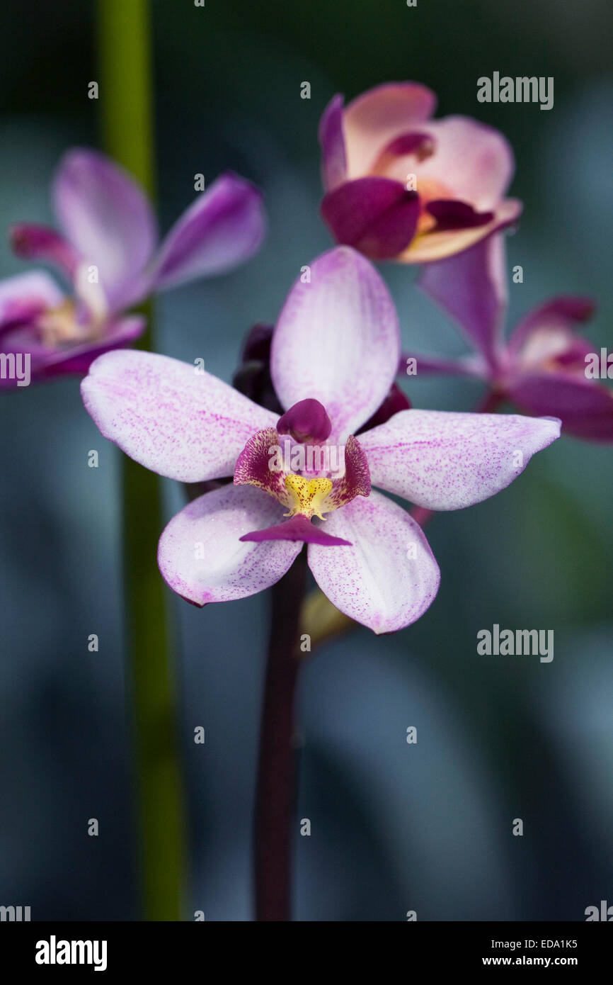 Orchid flowers growing in a protected environment. Stock Photo