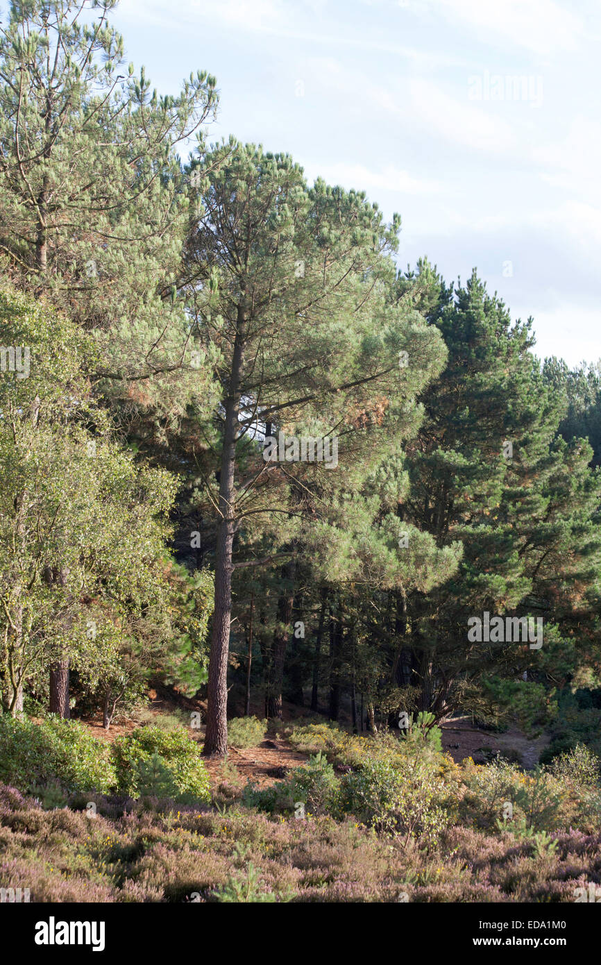 Scots Pine Wood Trees Canford Heath Poole Dorset England Stock Photo