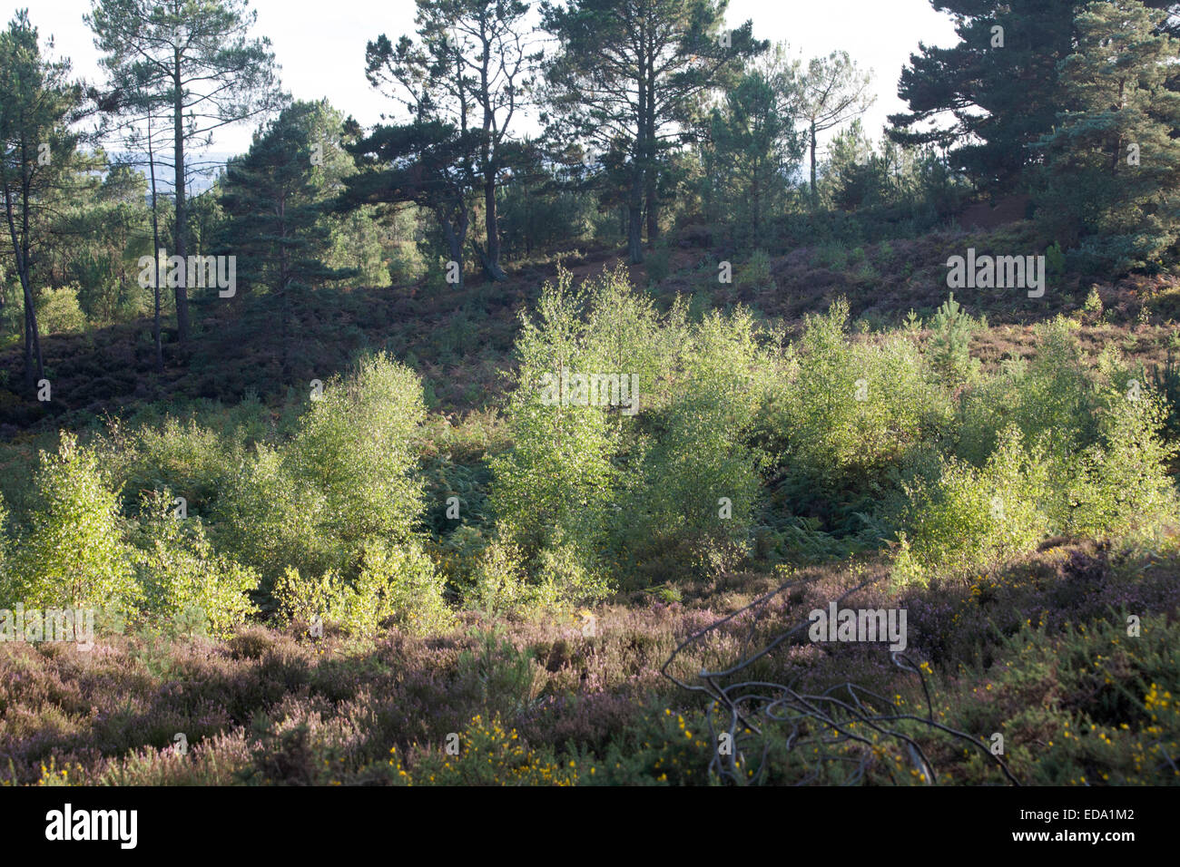 Scots Pine Wood Trees and young saplings Canford Heath Poole Dorset
