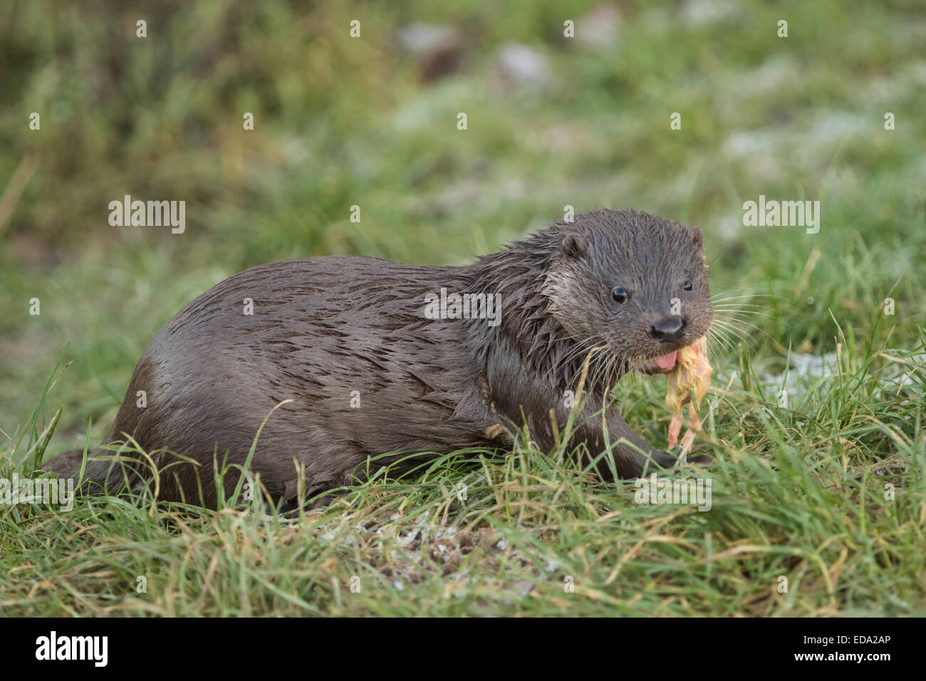 Young Otter on grass bank eating in Winter Stock Photo