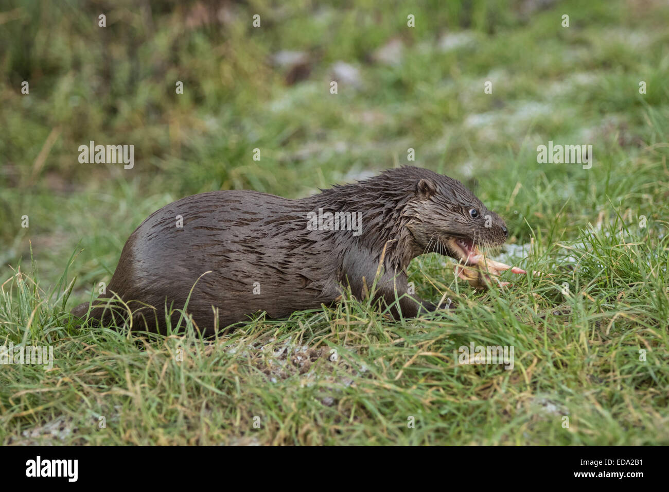 Young Otter on grass bank eating in Winter Stock Photo