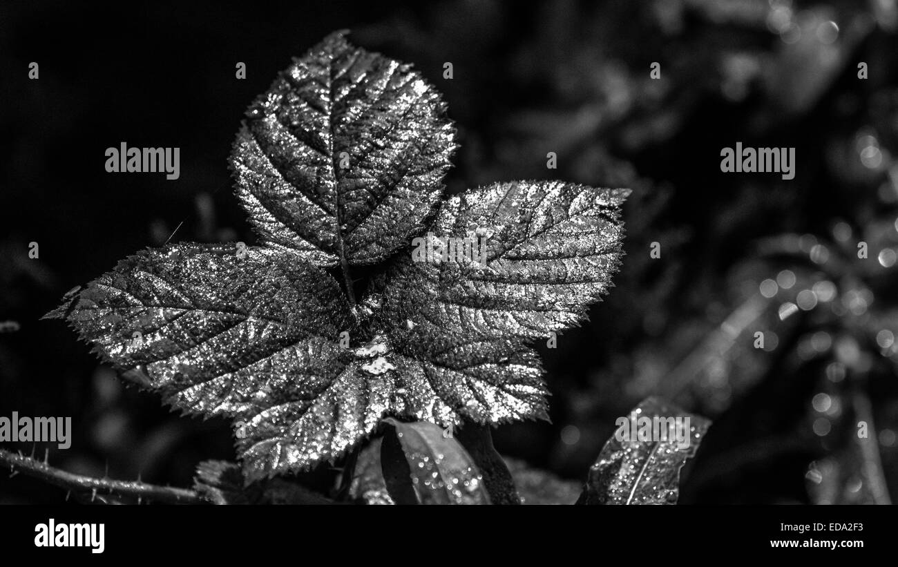 Sunlight leaf Black and White Stock Photos & Images - Alamy