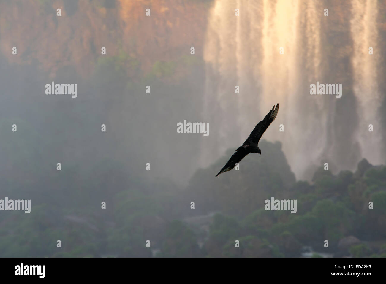 Black Andean Condor gliding toward Iguacu Falls, Brazil Stock Photo Alamy