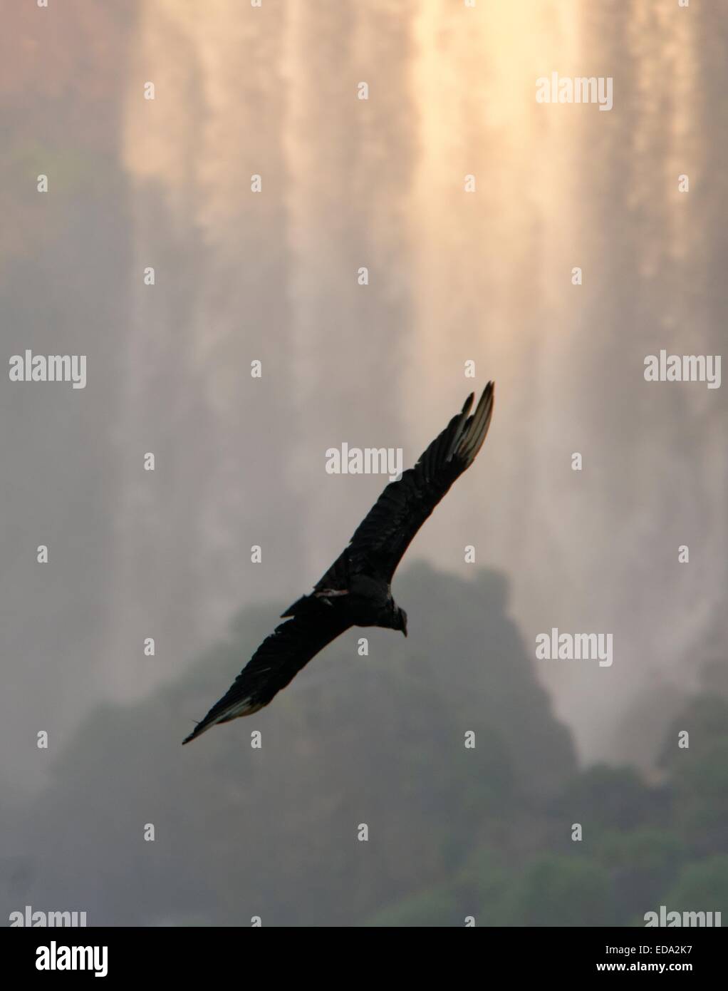 Black Andean Condor gliding toward Iguacu Falls, Brazil Stock Photo Alamy