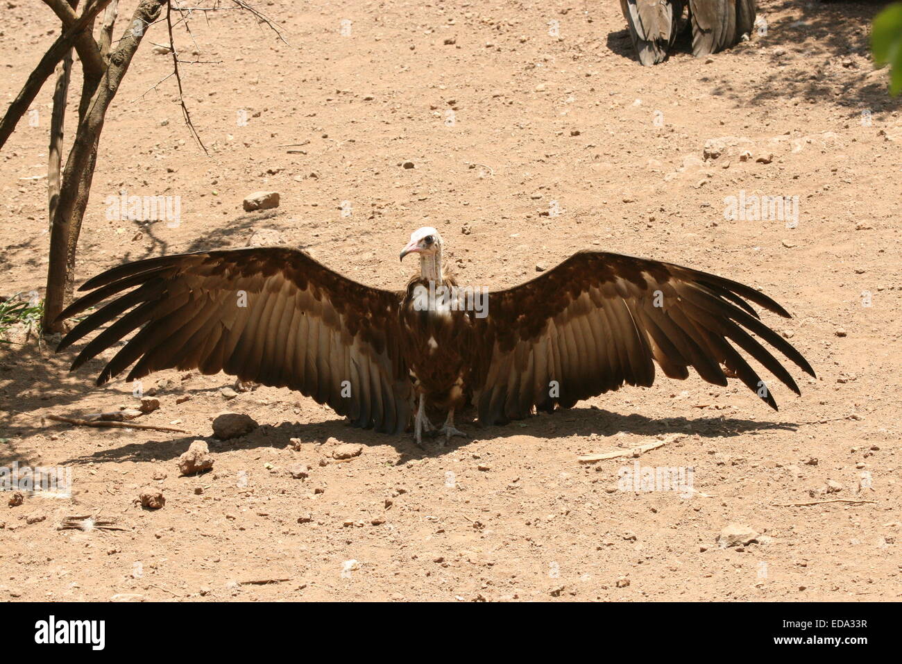 Vulture with wings outspread Stock Photo Alamy
