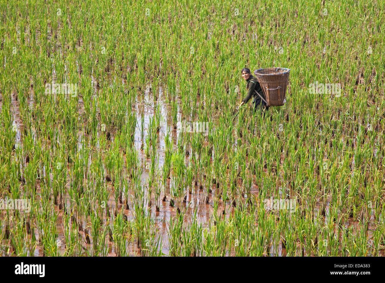 Tibetan woman working in rice paddy field with large basket on her back in the lowlands of the Sichuan province, China Stock Photo