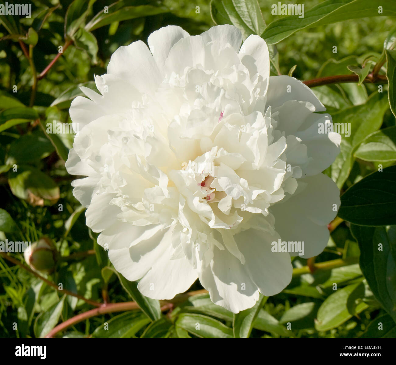 Big white peony on green leaves. Stock Photo