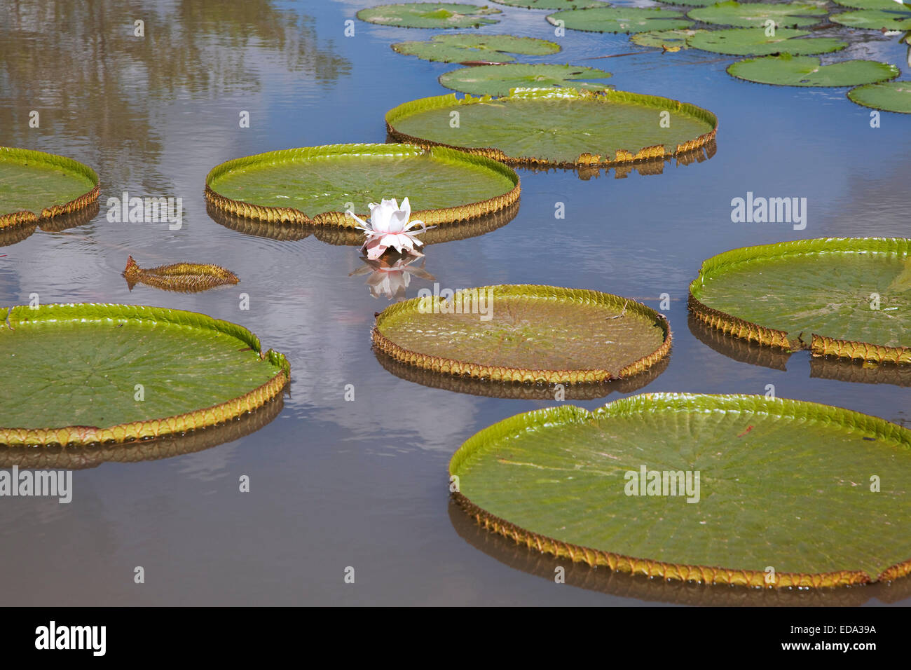 Giant leaves of the king lotus / Victoria amazonica in the Botanical Gardens of Menglun, Yunnan province, China Stock Photo