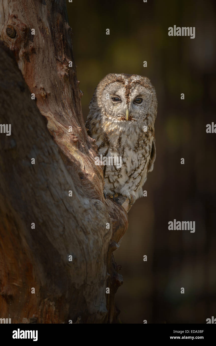 A Tawny Owl perches on an old tree at dusk on the edge of a farm yard. Stock Photo