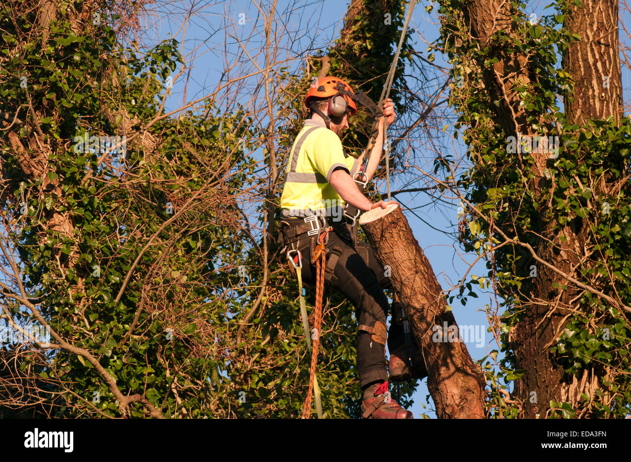 Tree Surgeon Wearing Safety Harness Climbing A Tree Stock Photo Alamy