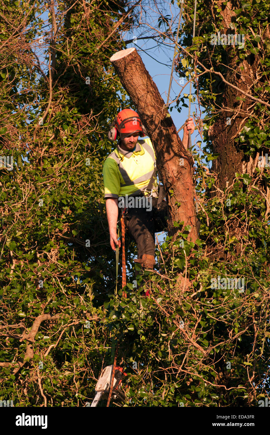 Tree Surgeon Pulling Up a Chainsaw In A Tree Stock Photo