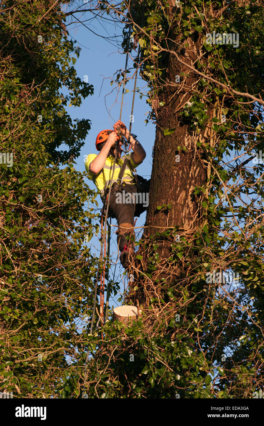 Tree Surgeon Wearing Safety Harness Climbing A Tree Stock Photo
