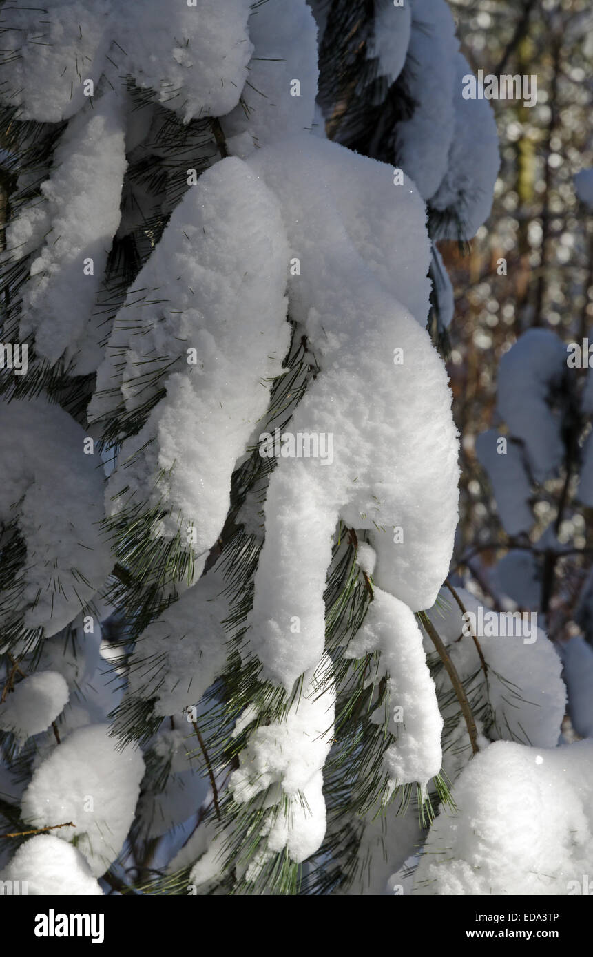 Branch of pine tree under white snow Stock Photo - Alamy