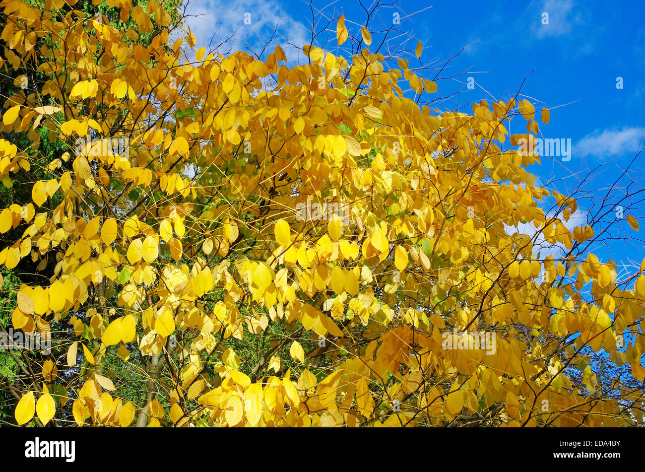 Yellowwood tree hires stock photography and images Alamy