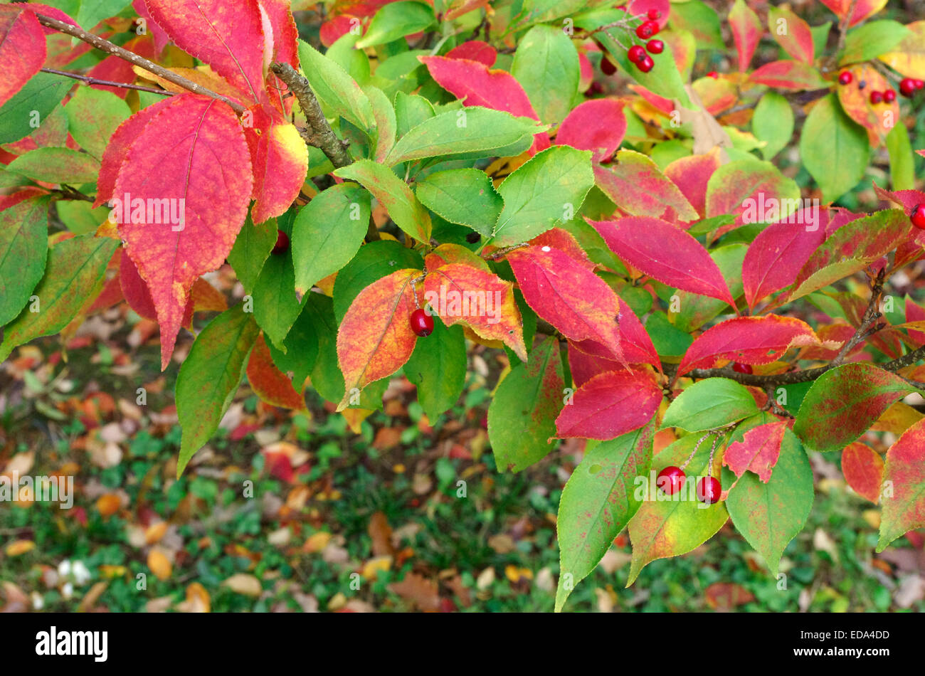 Photinia villosa ( Oriental Photinia ) in Autumn Stock Photo