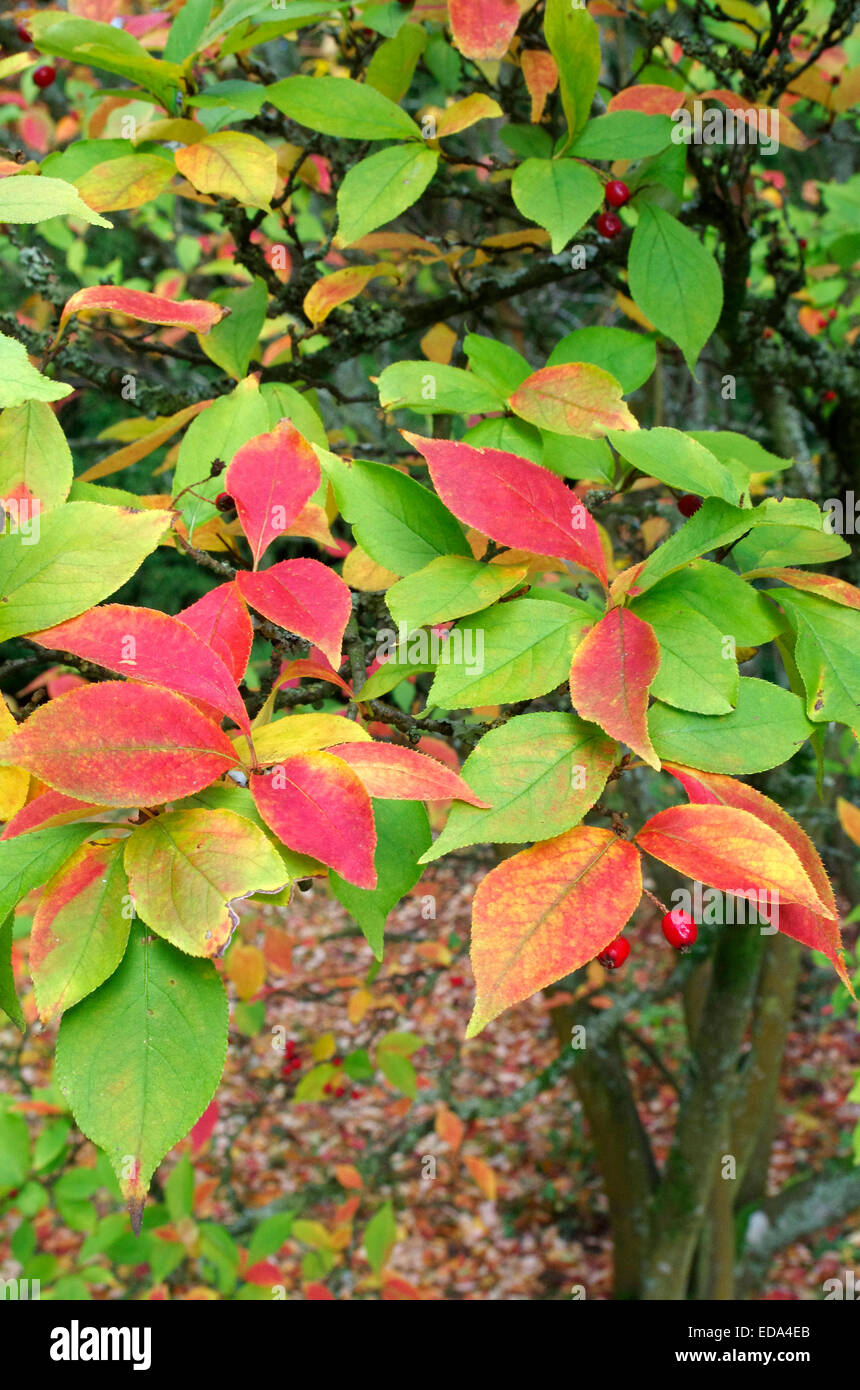 Photinia villosa ( Oriental Photinia ) in Autumn Stock Photo