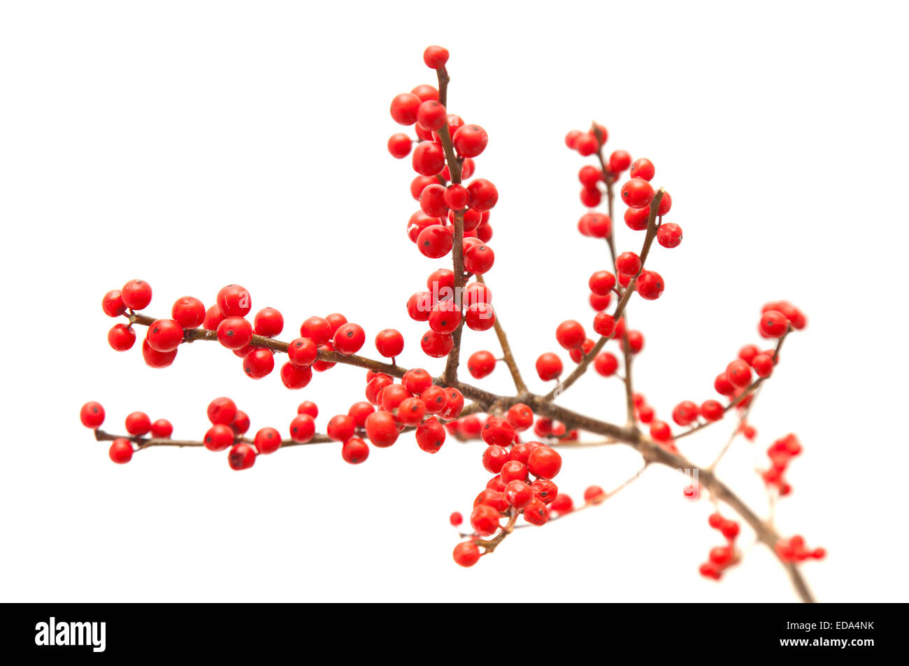 Winterberry Branches 