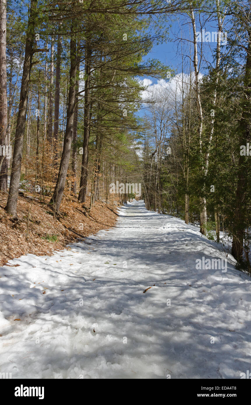 Pine trees forest snow night hi-res stock photography and images - Alamy
