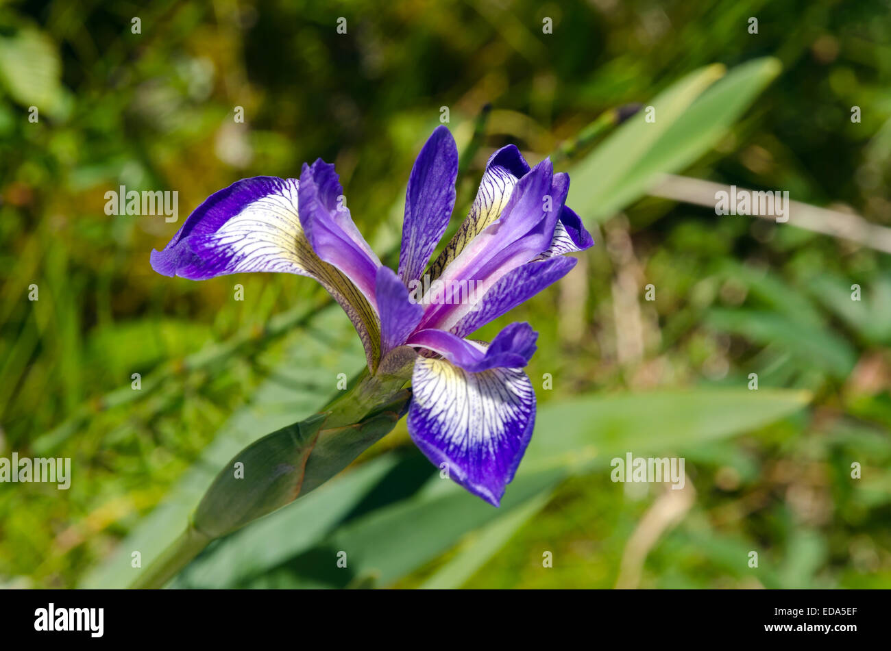 Blue Iris Sibirica in full bloom in the Newfoundland, Canada Stock Photo