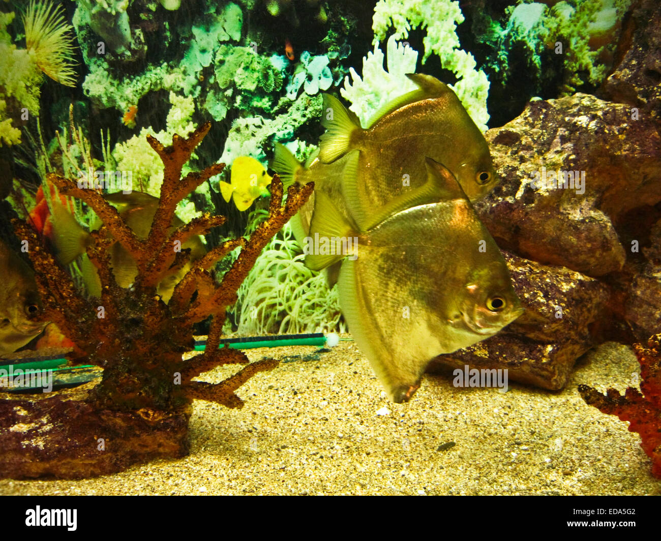 Two tropical fishes Monodactylus argenteus (Silver monodactylus), recorded in aquarium of town Yalta, Crimea. Stock Photo