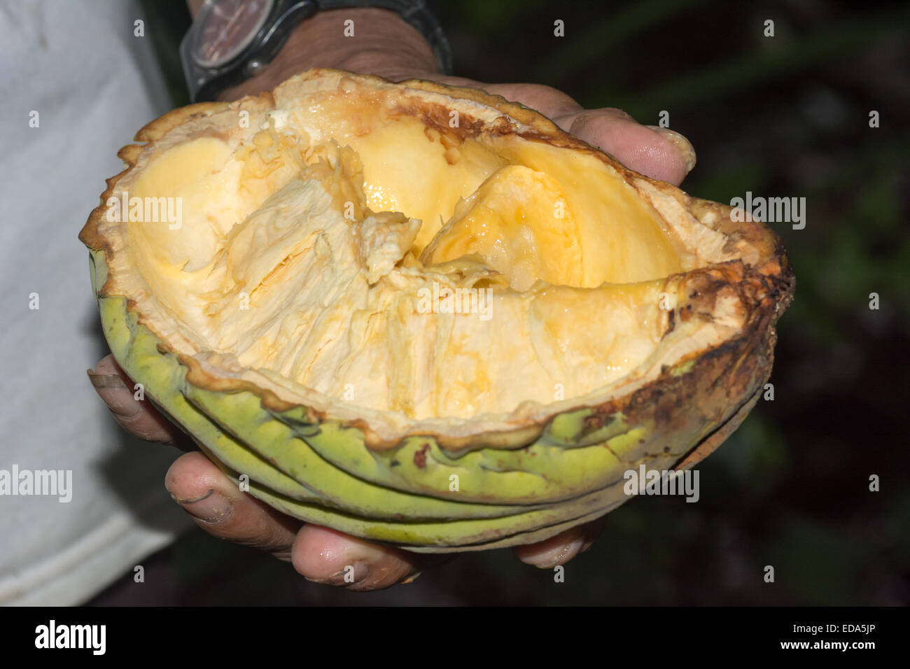 Flesh of Macambo Fruit (Theobroma bicolor) in Amazon jungle Stock Photo
