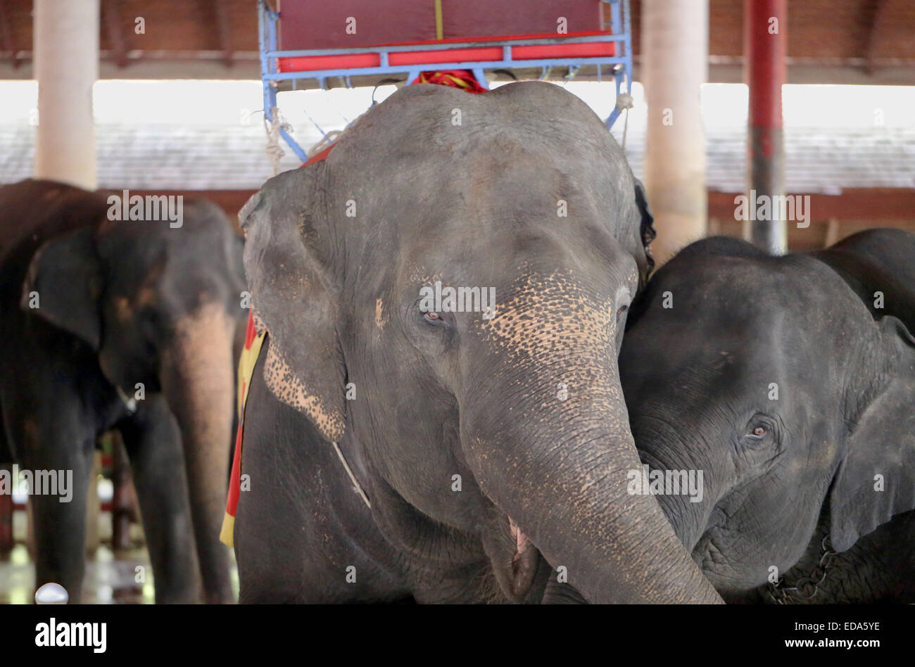 Circus elephants hi-res stock photography and images - Page 7 - Alamy