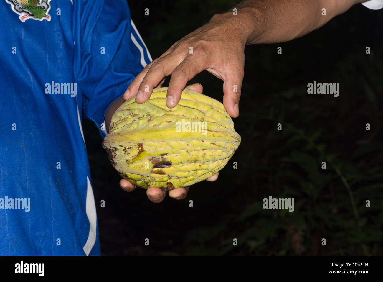 Macambo Fruit (Theobroma bicolor) in Amazon jungle Stock Photo
