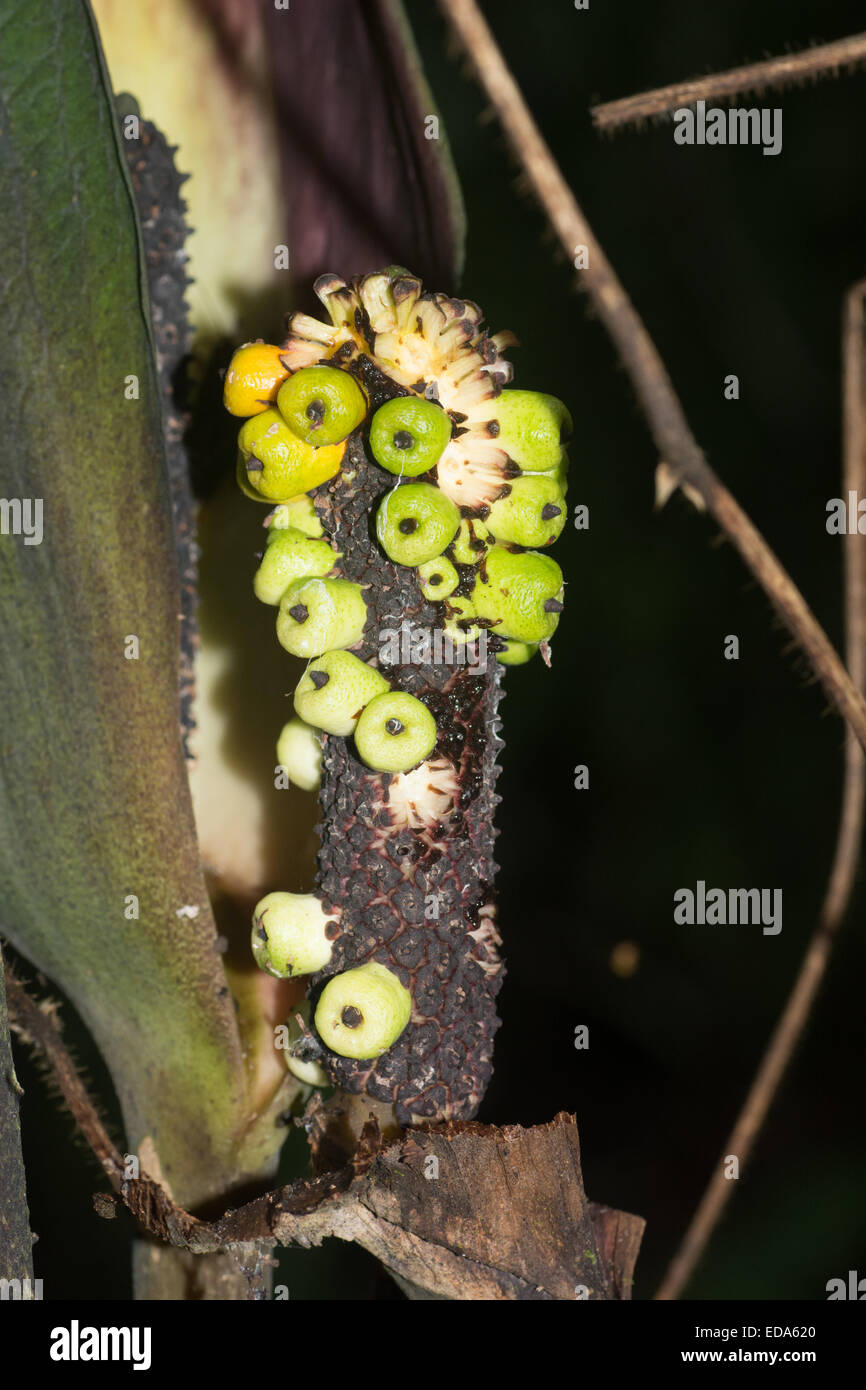 Dracontium loretense - Sacha Jergon fruit Stock Photo
