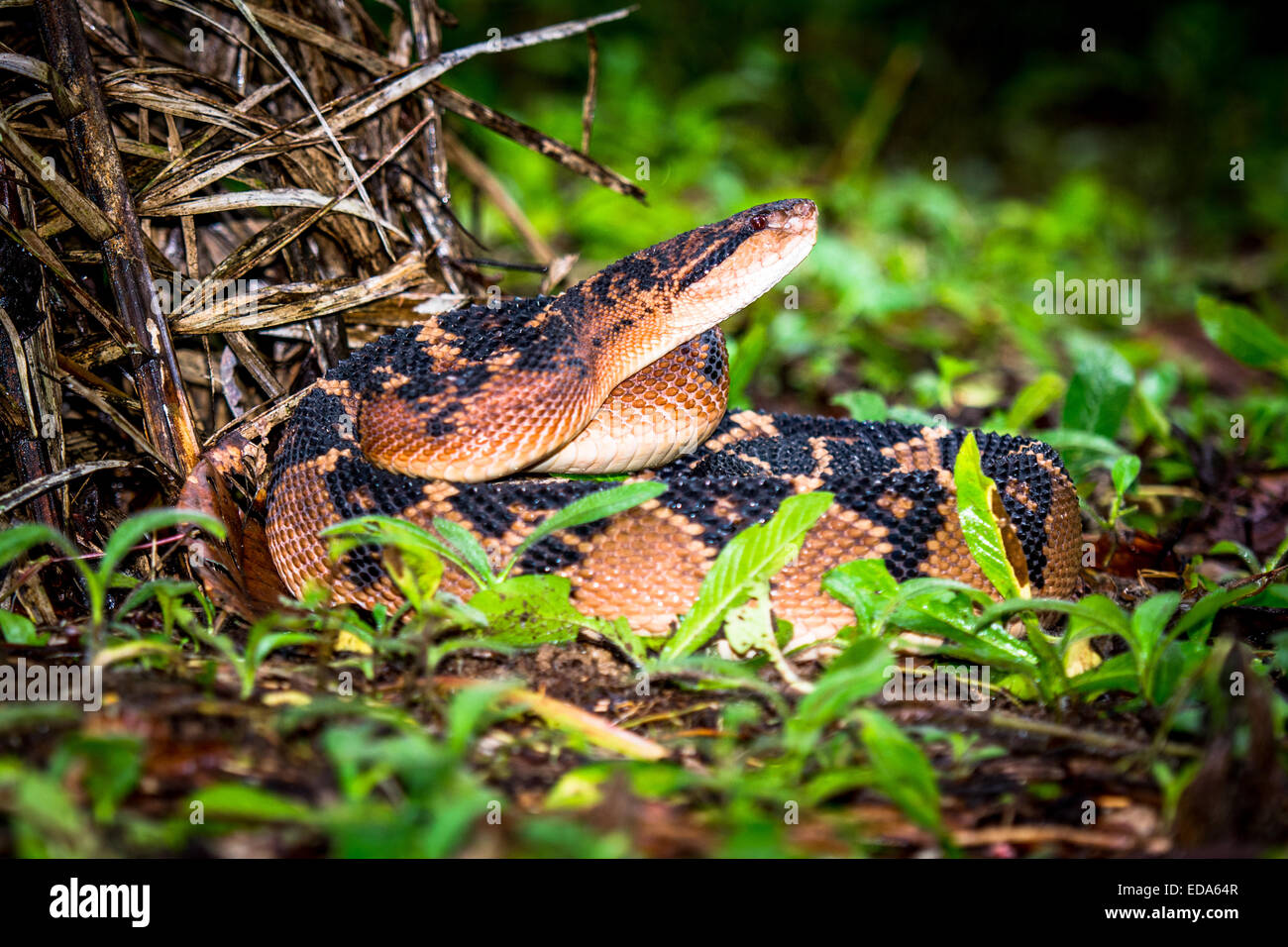Shushupe - Amazon Bushmaster snake - lachesis muta Stock Photo