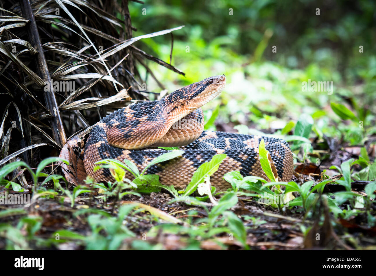Shushupe - Amazon Bushmaster snake - lachesis muta Stock Photo
