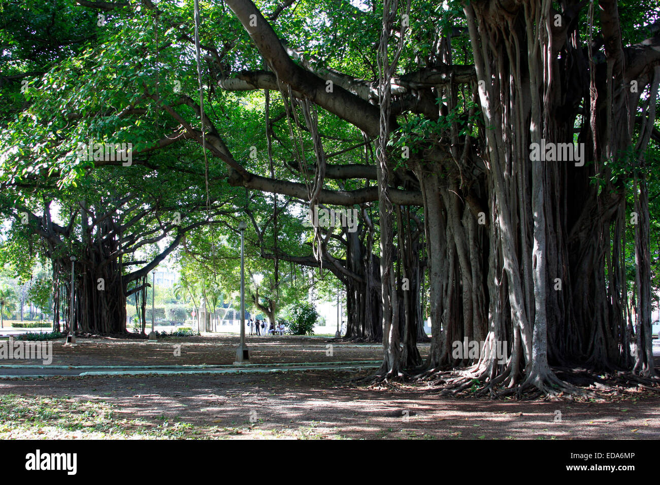 Ancient Banyan trees (ficus benghalensis) in Parque Miramar in Havana, Cuba Stock Photo
