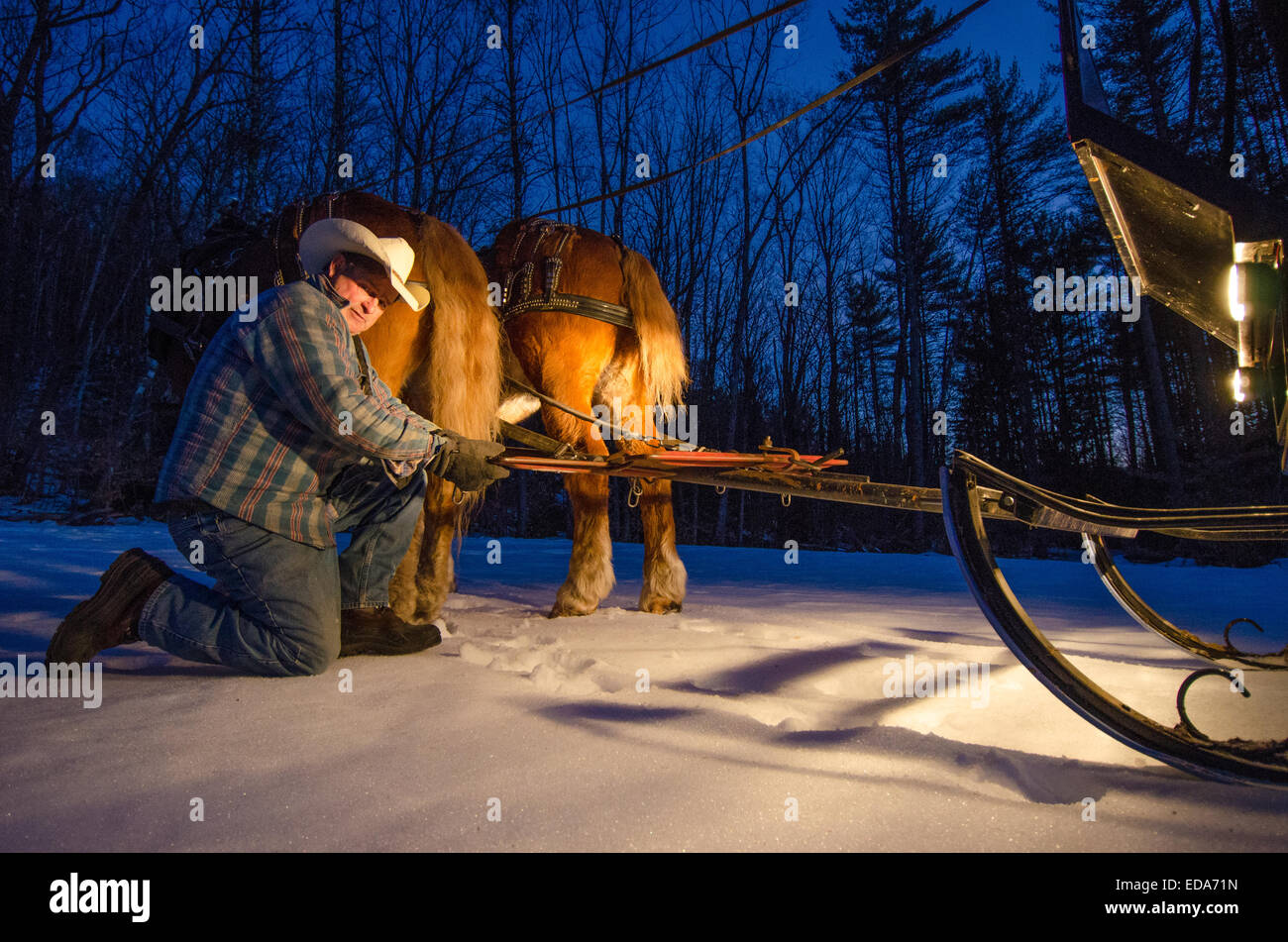 A cowboy prepares a horse drawn sleigh ride in the forests of New Hampshire. Stock Photo