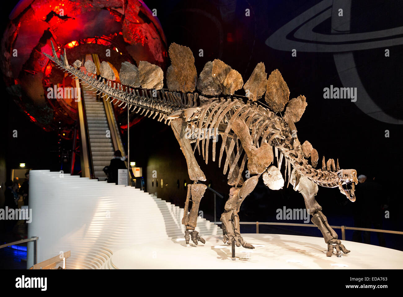 Sophie the Stegosaurus at the Natural History Museum in London Stock ...