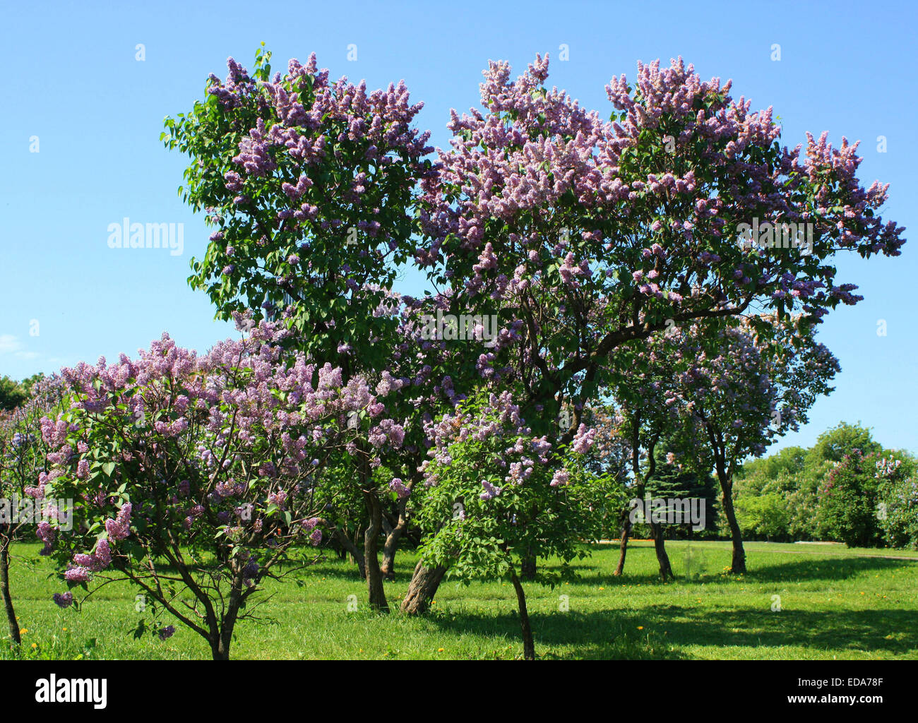 Big lilac tree in lilac garden, spring landscape, recorded in 